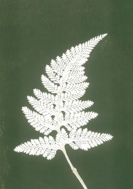 Green and White Fern Print A5 Postcard