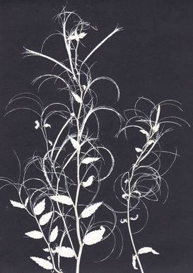 Black and White Willowherb Print A5 Postcard